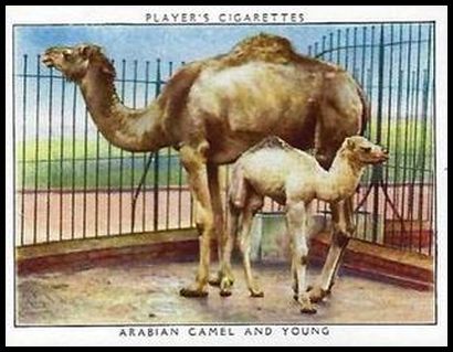 3 Arabian Camel and Young
